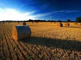 最新成本數據披露 全球生物質發電成本持平