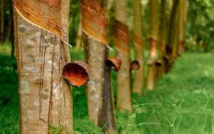 Poyry將在泰國南部建設20.6兆瓦的生物質發電廠