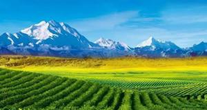 新的生物質發電廠凸顯日本市場日益增長