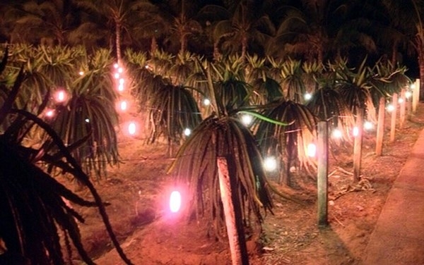 前江省旨在開發農業可再生能源